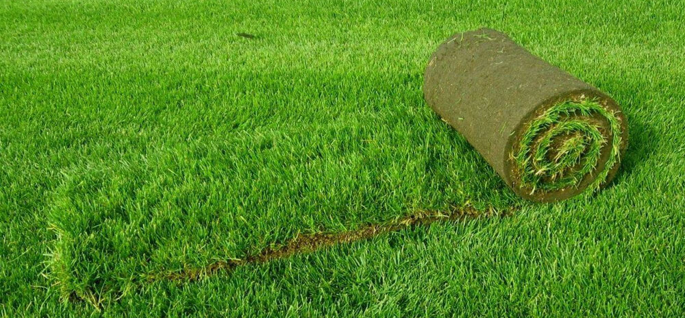 Рулонная трава - вариант озеленения участка фото 2