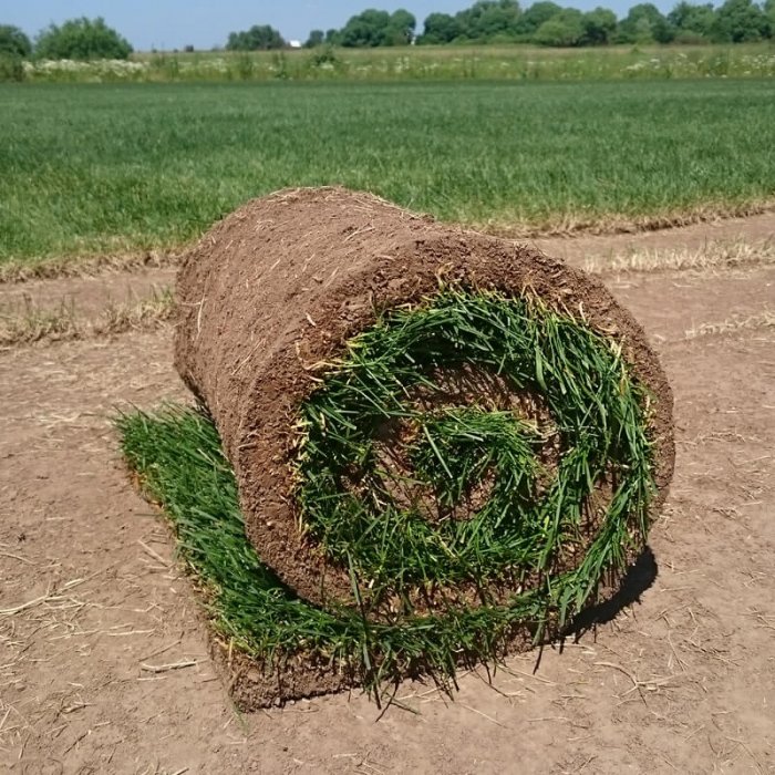Рулонная трава - вариант озеленения участка