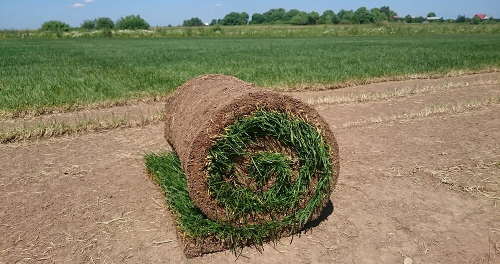 Рулонная трава - вариант озеленения участка фото 7