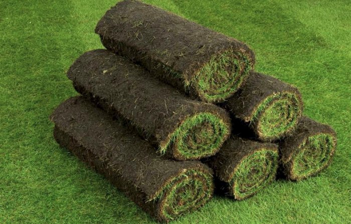 Как менялись технологии выращивания газонов