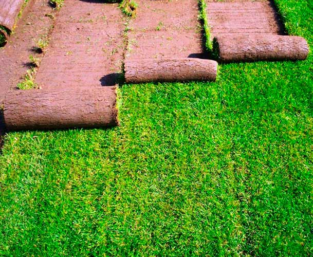 Как правильно уложить рулонный газон