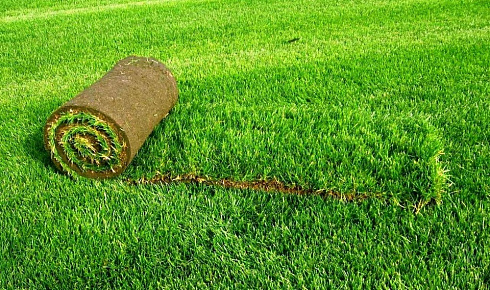 Рулонная трава - фото 3