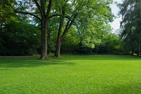 Парковый рулонный газон - фото 1